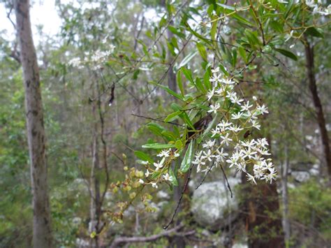 Bursaria spinosa”Blackthorn” - Paten Park Native Nursery