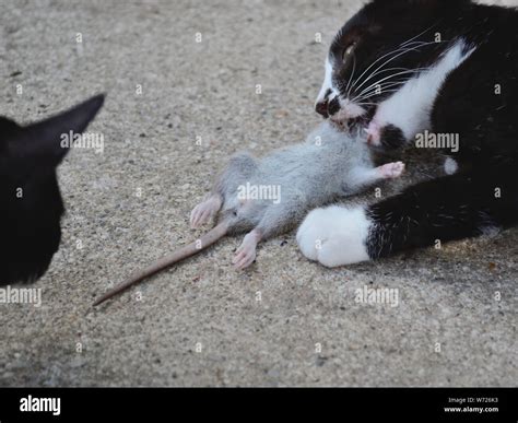 Cat rat eating kitten mouse hi-res stock photography and images - Alamy