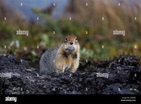 View of Arctic ground squirrel in its natural habitat Stock Photo - Alamy