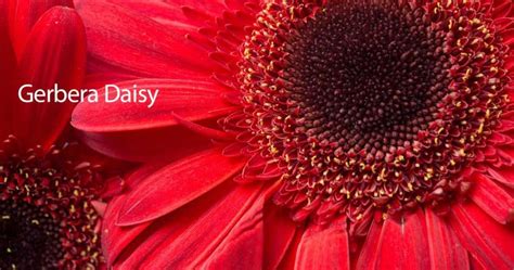 Gerbera Daisy Care: Growing and Planting Guide Outdoors | Potted