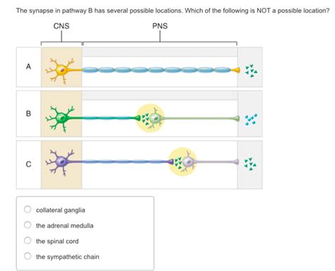 Solved The synapse in pathway B has several possible | Chegg.com