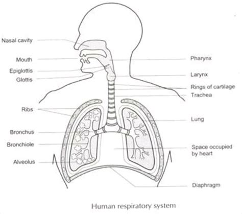 Respiratory System Diagram With Labels