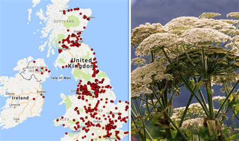 Giant Hogweed warning map: Deadly weed spreads across Britain - is it in YOUR area? | UK | News ...