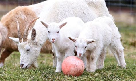 Goat gives birth to a geep after mating with a sheep | Metro News