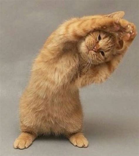 Cat Doing Exercise Funny Image