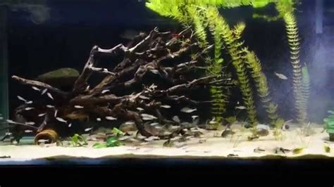 My Corydoras Tank - YouTube