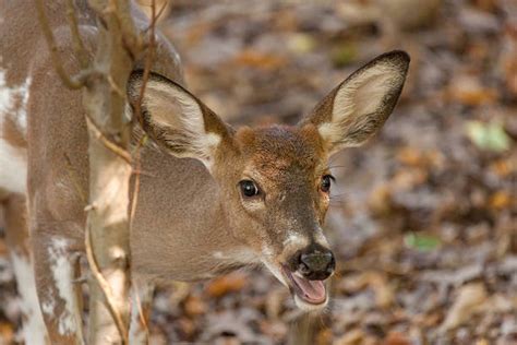 50+ Piebald Deer Stock Photos, Pictures & Royalty-Free Images - iStock