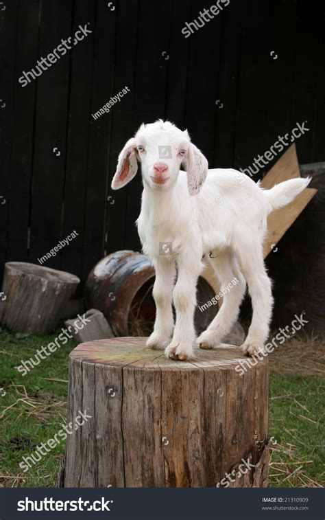 35,733 Baby White Goat Images, Stock Photos & Vectors | Shutterstock