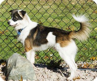 Lovely Lenny | Adopted Dog | Brooklyn, NY | Border Collie/Sheltie, Shetland Sheepdog Mix