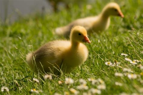 Free Images : bird, animal, fluffy, beak, yellow, chicken, fauna, poultry, galliformes ...