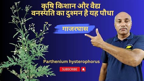 Gajar ghas | गाजरघास | Parthenium hysterophorus | Ayurveda Amrutam - YouTube