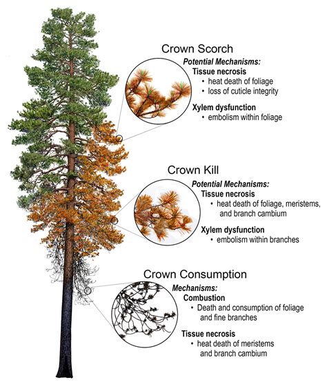 Fire-Induced Tree Mortality | Missoula Fire Sciences Laboratory