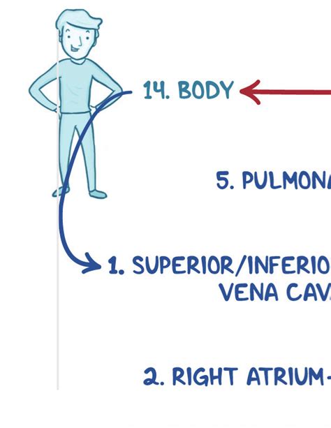 Cardiovascular Anatomy and Physiology Notes: Diagrams & Illustrations | Osmosis