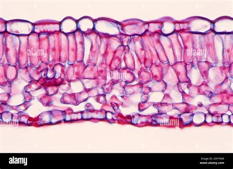 Lower Epidermis