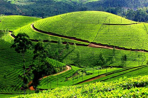 5 Tea Plantations in Munnar for Every Traveller To Visit 2021