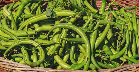 Growing Beans: A Complete Guide to Plant, Grow and Harvest Beans