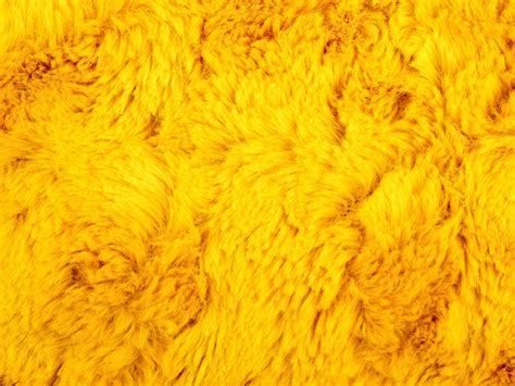 Yellow Fur Background Free Stock Photo - Public Domain Pictures