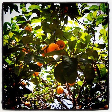 Sorrento lemon trees Lemon Tree, Sorrento, Special Places, Village, Trees, Favorite Places ...