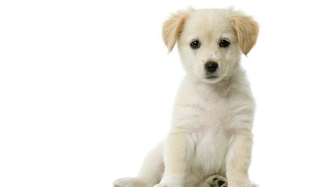 Puppy Full HD Wallpaper and Background Image | 1920x1080 | ID:353665