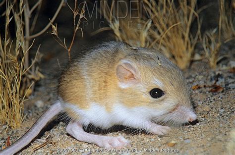 Minden Pictures - Merriam's kangaroo rat (Dipodomys merriami) portrait ...