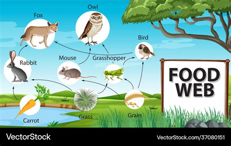 Food chain diagram concept on forest background Vector Image