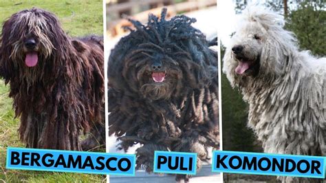 Puli vs Komondor vs Bergamasco - Dog Breed Comparison - Differences and Similarities - YouTube