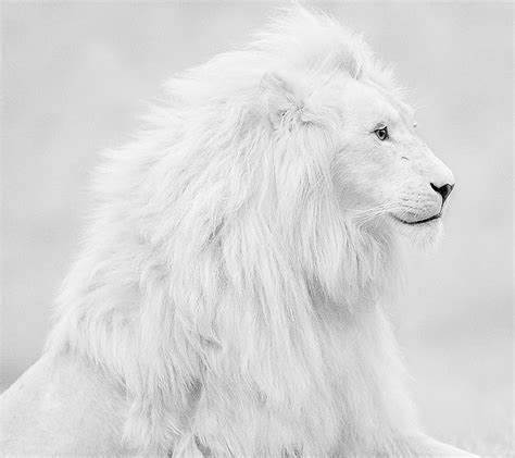 White Lion, HD wallpaper | Peakpx