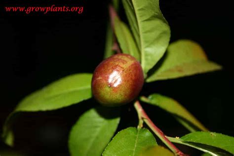 Nectarine tree - How to grow & care