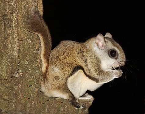 Sugarglider.com - Gliderpedia - Flying Squirrel