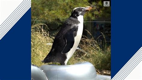 Video Penguins play at Melbourne Zoo - ABC News