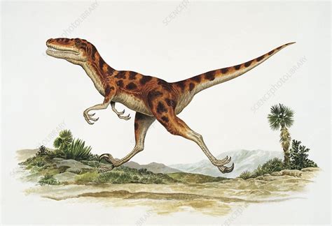 Noasaurus, illustration - Stock Image - C029/4311 - Science Photo Library