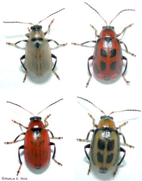 Several color phases of the bean leaf beetle