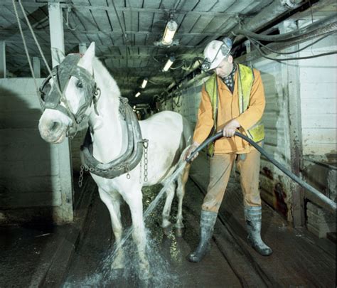 Pit pony exhibition explores life in the mines for equines - Horse & Hound