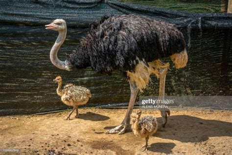 Ostrich Chicks and Mother at Ukumari Biopark