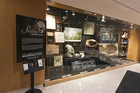 The Wesleyan Argus | Museum Exhibit in Usdan Showcases Newly Restored Specimens