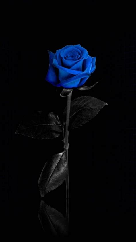 1920x1080px, 1080P Free download | Dark Blue Flower Aesthetic HD phone ...