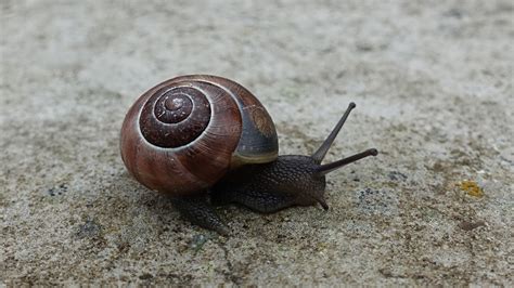 brown shell snail free image | Peakpx