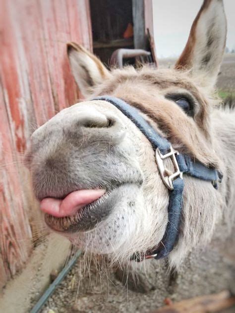 45 Donkey funny faces ideas | donkey, donkey funny, funny faces