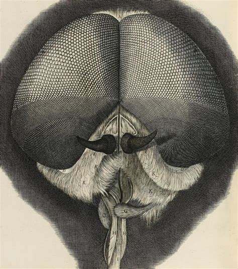 Museoteca - Micrographia, Robert Hooke