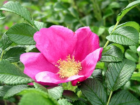 Temperate Climate Permaculture: Permaculture Plants: Rugosa Roses