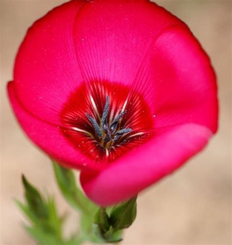 Closeup of stamen and carpel from beautiful flower | Beautiful flowers ...