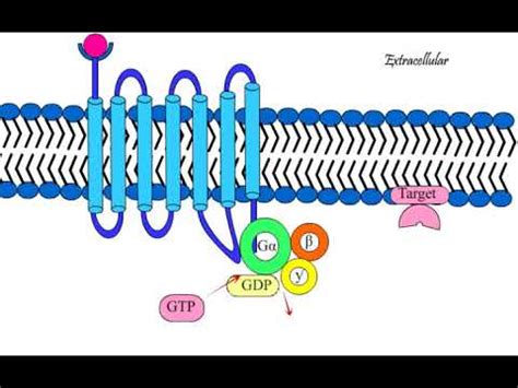 G Protein Coupled Receptor GPCR Structure and functioning - YouTube