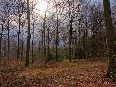 A Forest In The Belgian Ardennes At Vresse Sur Semois. Stock Photo - Image of camp, plant: 171994504