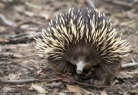 Clever and bizarre ways Australian animals adapt to the environment | Daily Mail Online