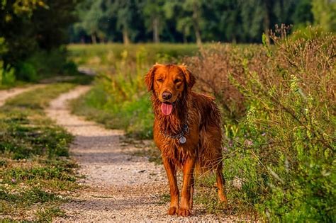 5 Gorgeous Golden Retriever Colors (with pictures!)