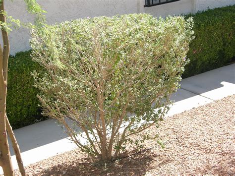 Xtremehorticulture of the Desert: Hard Pruning Texas Ranger When?