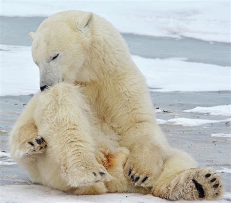 Grooming Polar Bear Photograph by Michelle Halsey | Pixels