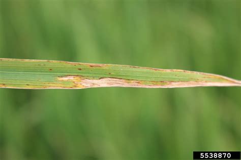 bacterial leaf blight of rice (Xanthomonas oryzae pv. oryzae (ex ...