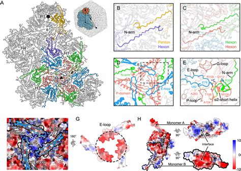 Interaction details between capsomers A Capsomer network containing the ...