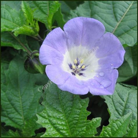 Shoo-Fly Plant - Apple of Peru - Nicandra physalodes plant from Norfolk ...